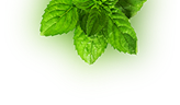 mint
